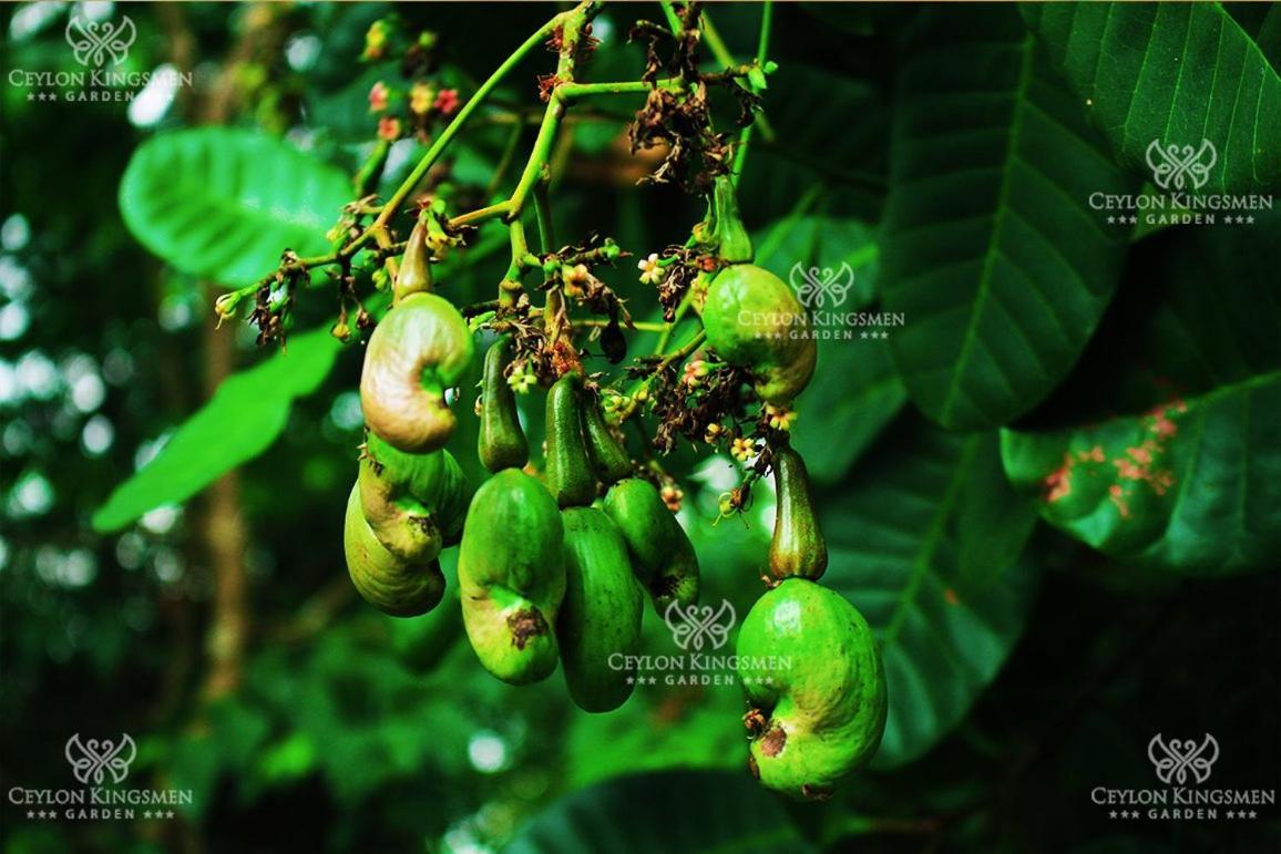Ceylon Kingsmen Garden Hotel - Katunayake Negombo Bagian luar foto