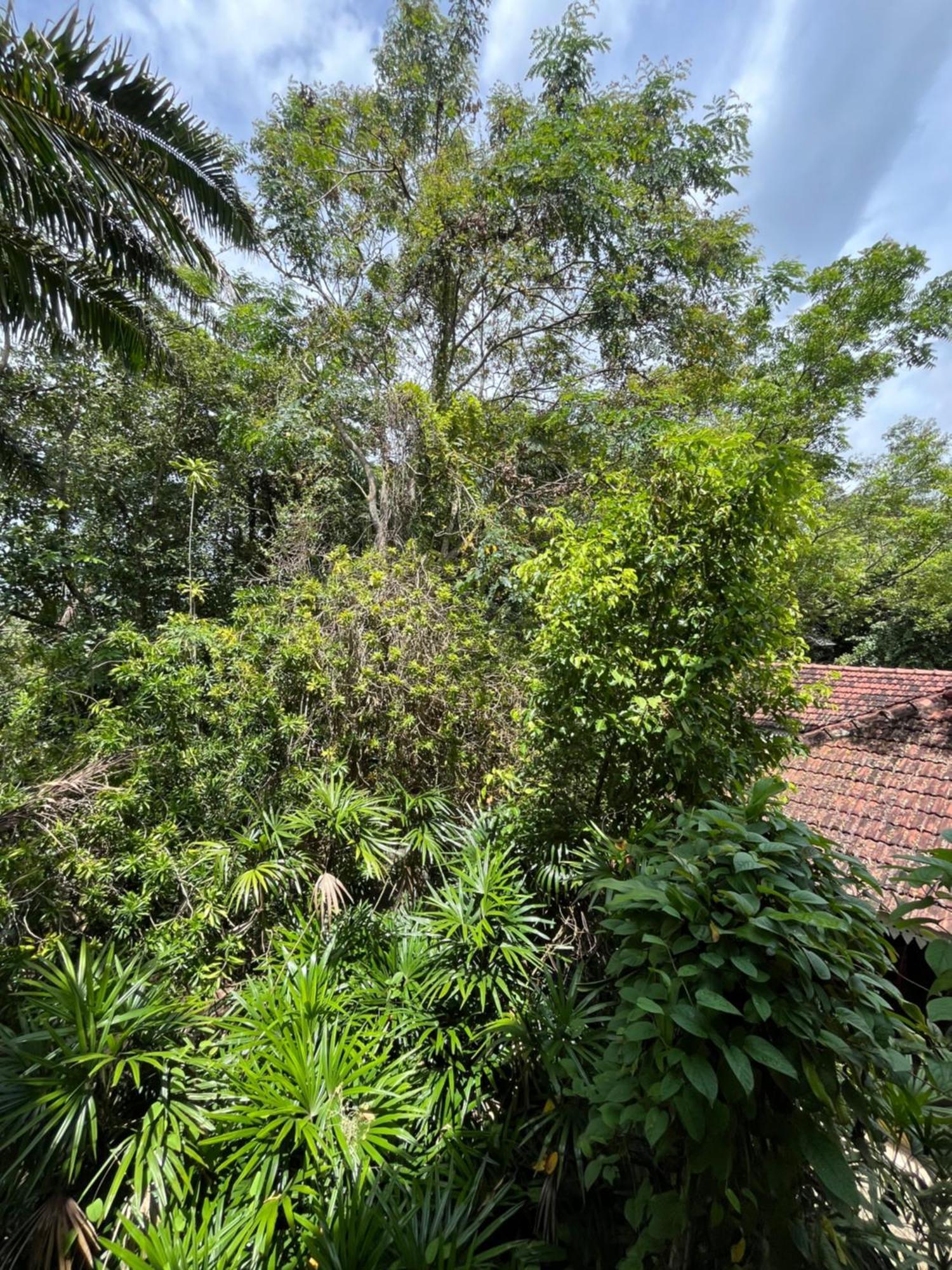 Ceylon Kingsmen Garden Hotel - Katunayake Negombo Bagian luar foto